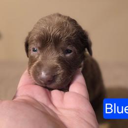 Male 3 - Chocolate male Labrador Retriever puppy in Anderson, Texas from TLS Retrievers
