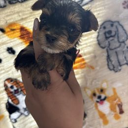 Murphy - Black and tan male Yorkshire Terrier puppy in H AI Nes City, Florida from MF_Yorkies
