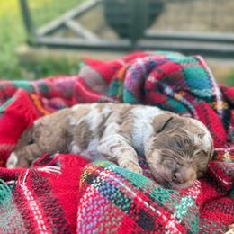 Rooster - Merle male Goldendoodle puppy in Rome, Georgia from Victoria’s Designer Doodles