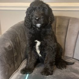Double Doodles, Labradoodles, and Poodles from ETX Labracadabra Labradoodles