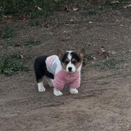 Pembroke Welsh Corgi Puppies from Ruidoso's Crowned Companions