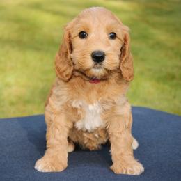 Blossom - Apricot female Australian Labradoodle puppy in Stanwood, Washington from Victoria Creek Australian Labradoodles