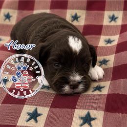Honor - Liver male Miniature Schnauzer puppy in Dorr, Michigan from Enchanted Paws