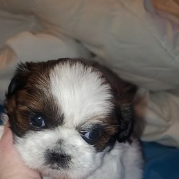Shih Tzu Puppies from Jocelyn Burkey's Shih Tzus