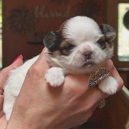 Arabella - Tricolor female Shih Tzu puppy in Nekoosa, Wisconsin from Brox Acres House of Fur LLC