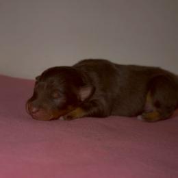 Cadbury - Red tri-color male Australian Shepherd puppy in Windsor, New York from Double B Aussies