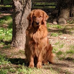 Maverick Blaze - Golden Retriever