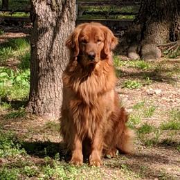 Maverick Blaze - Golden Retriever