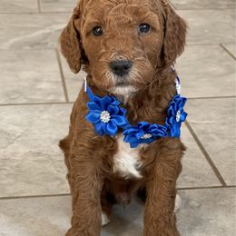 Charlie - Red  male Goldendoodle puppy in Sugarcreek, Ohio from True Hearted Doodles