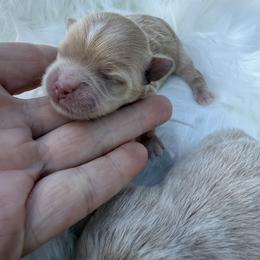 Bubbles - Apricot female Maltipoo puppy in Fredericktown, Missouri from Doodle Pups Fur-Ever