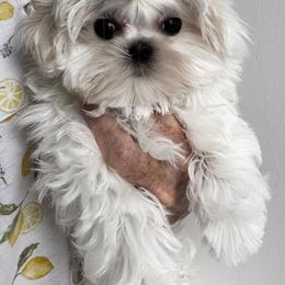 Spoiled Rotten - White male Maltese puppy in Phoenix, Arizona from Bella Dolce Maltese