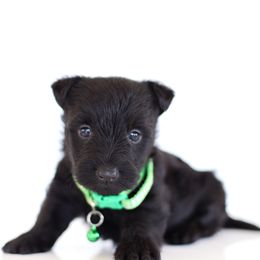 Magnus - Black male Scottish Terrier puppy in Mount Joy, Pennsylvania from K&M Kennel