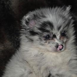 Hunnibunnies blizzard - Blue merle female Pomeranian puppy in Cleveland, Ohio from Hunnibunnies