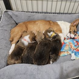 Pembroke Welsh Corgi Puppies from Short & Stout
