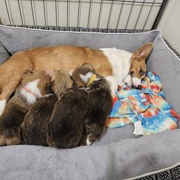 Pembroke Welsh Corgi Puppies from Short & Stout