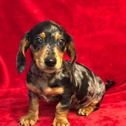 Dachshunds from Southern Belle Dachshunds by Brenda