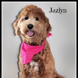 Jazzlyn - Goldendoodle