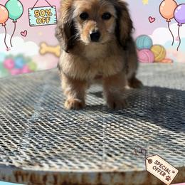 Coco - Dachshund