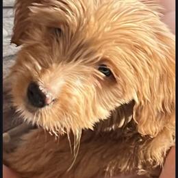 Puppy 2 - Apricot female Double Doodle puppy in Pleasant Hill, Iowa from Courtney Nicole's Mal Shihs & Goldendoodles