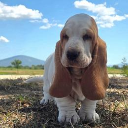 Ariel - Red and white female Basset Hound puppy in Denison, Texas from Emma Lou's Baby Bassets