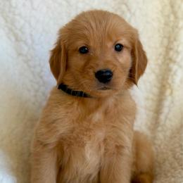 Shasta - Golden male Golden Retriever puppy in La Verne, California from 4LoveofGoldens