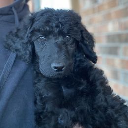 Poodle Puppies from Parapoodles
