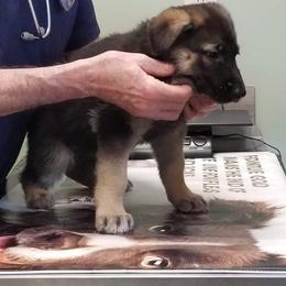 German Shepherd Puppies from Levesques German Shepherds