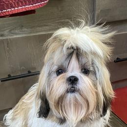 Shih Tzu Puppies from Willow Lane Shih Tzus