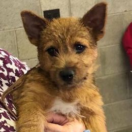 Norwich Terriers from Janora