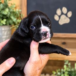 Girl - Brindle female Boxer puppy in Rochester, Washington from Holly's Boxers of Rochester