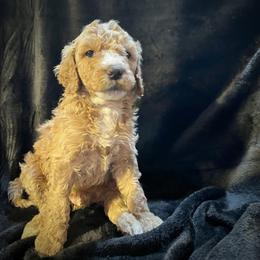 Eddie - Red  male Goldendoodle puppy in Raleigh, North Carolina from Tar Heel Doods