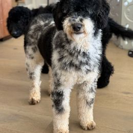 Capri - Poodle