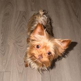 Pixi - Chocolate and tan female Yorkshire Terrier puppy in Orlando, Florida from Everyonelovesyorkies