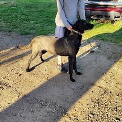 Karma - Belgian Malinois