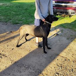 Karma - Belgian Malinois