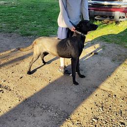 Karma - Belgian Malinois