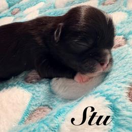 Stu - Black male Shih Tzu puppy in Hemet, California from Aloha Shih Tzu