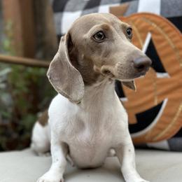Sushi - Dachshund