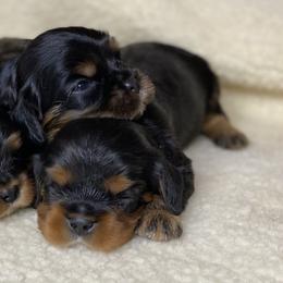 Cavalier King Charles Spaniel and Cavapoo Puppies from God Speed Paws