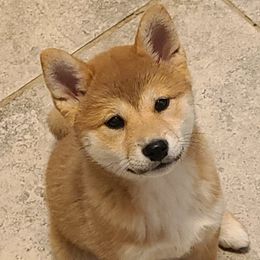 Shiba Inu Puppies from Fountains Courageous