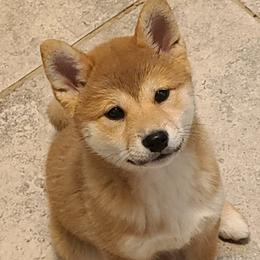 Shiba Inu Puppies from Fountains Courageous