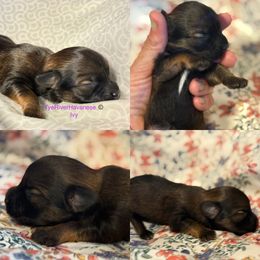 Girl 1 - Gold sable female Havanese puppy in Lovingston, Virginia from Tye River Havanese