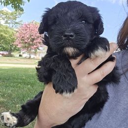 Pup 2 - Black male Miniature Schnauzer puppy in Hickory, North Carolina from Selene's Schnauzers