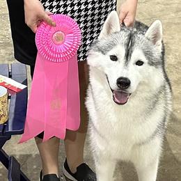 Siberian Huskies from Sibifox Siberians