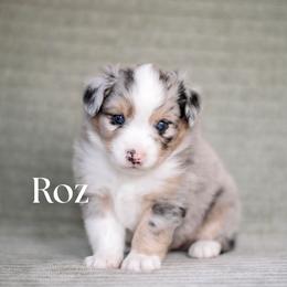 ROZ - Blue merle female Miniature American Shepherd puppy in Puyallup, Washington from FERGI’S GEMINI MAS