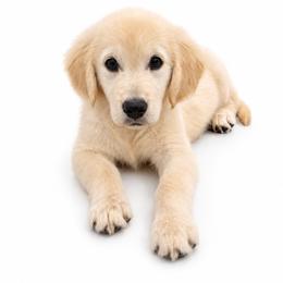 Snow - Light golden female Golden Retriever puppy in Chicago, Illinois from Urbane Retrievers