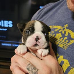Boston Terrier Puppies from Little Daemons Boston Terriers