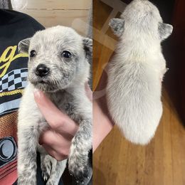 Australian Cattle Dog Puppies from Twisted C Heelers