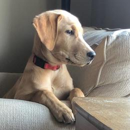 Labrador Retrievers from Rockin' G Retrievers