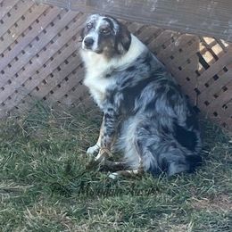 Oakley - Australian Shepherd
